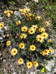 Asteraceae