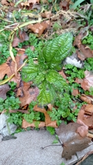 Acalypha australis