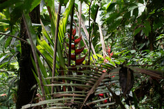 Heliconia orthotricha