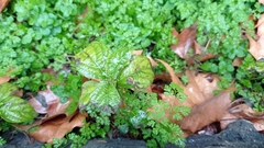 Acalypha australis