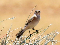 Muscicapidae