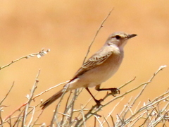 Muscicapidae