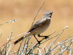 Muscicapidae