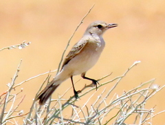 Muscicapidae