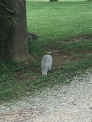 Numida meleagris domesticus