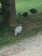 Numida meleagris domesticus