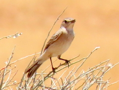 Muscicapidae
