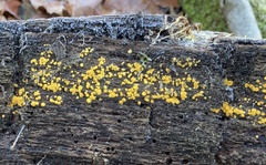 Calycina citrina