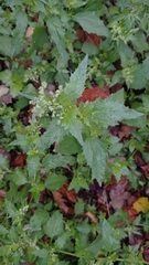 Chenopodiastrum murale