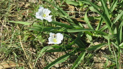 Lanthanomelissa parva