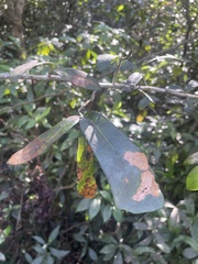 Quercus laurifolia