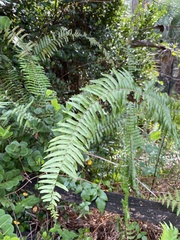 Nephrolepis exaltata