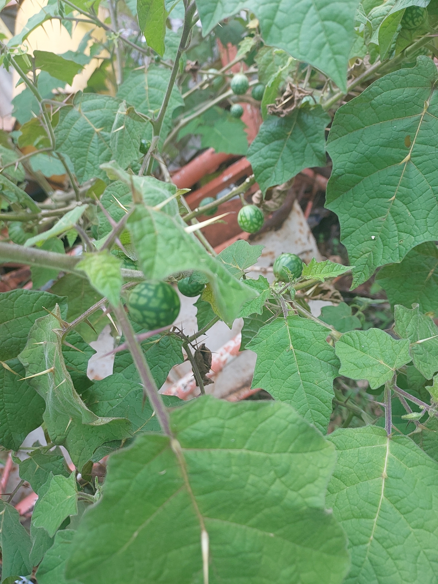 Solanum viarum