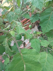 Solanum viarum