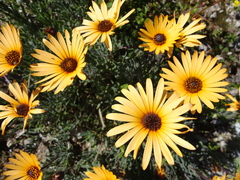 Asteraceae