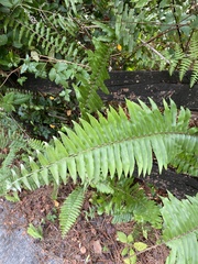 Nephrolepis exaltata