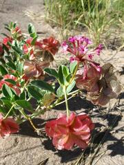 Tripterocalyx carneus