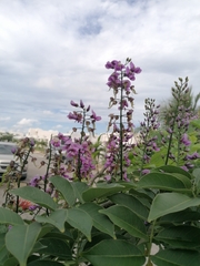 Lonchocarpus longistylus