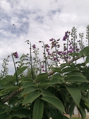 Lonchocarpus longistylus