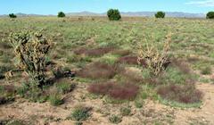 Muhlenbergia torreyi