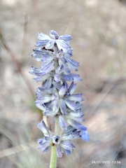 Salvia lavanduloides