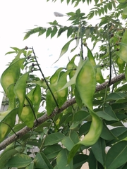 Lonchocarpus longistylus