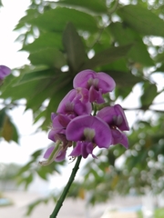 Lonchocarpus longistylus