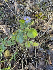 Symphyotrichum drummondii