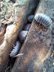 Armadillo officinalis