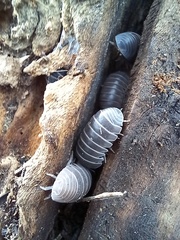 Armadillo officinalis