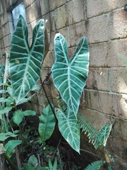Alocasia amazonica