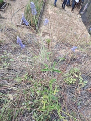 Salvia lavanduloides