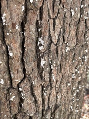 Aleurodiscus oakesii