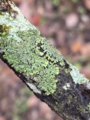 Phaeophyscia