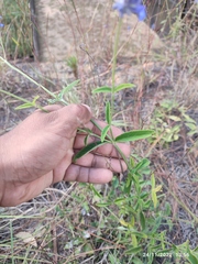 Salvia lavanduloides