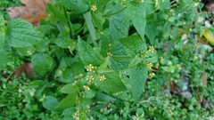 Galinsoga parviflora