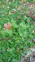 Galinsoga parviflora