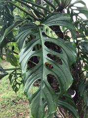Monstera adansonii