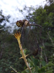Dythemis sterilis