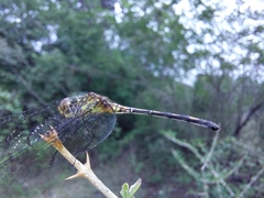 Dythemis sterilis