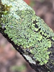 Phaeophyscia