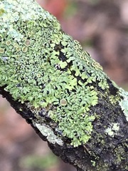 Phaeophyscia