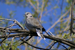 Streptopelia capicola damarensis