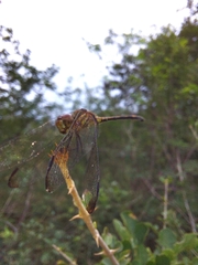 Dythemis sterilis
