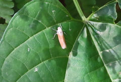 Bothrogonia ferruginea