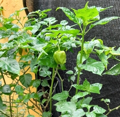 Capsicum chinense