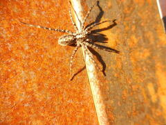 Acantholycosa lignaria