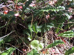 Blechnum penna-marina