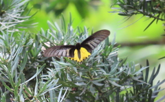Troides aeacus
