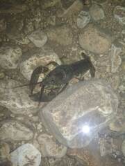 Austropotamobius pallipes